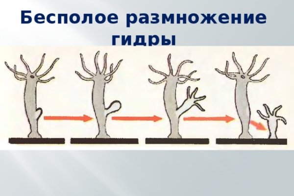 Клирнет ссылка на зеркало маркетплейс кракен