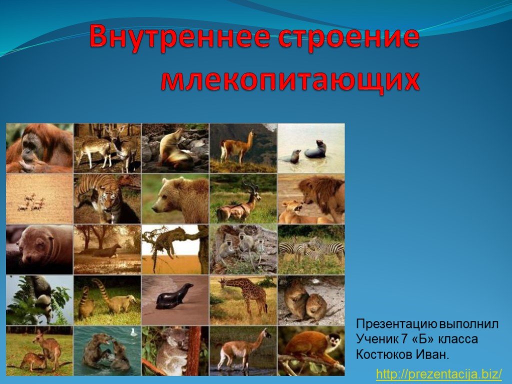 Оригинальная ссылка кракен браузера